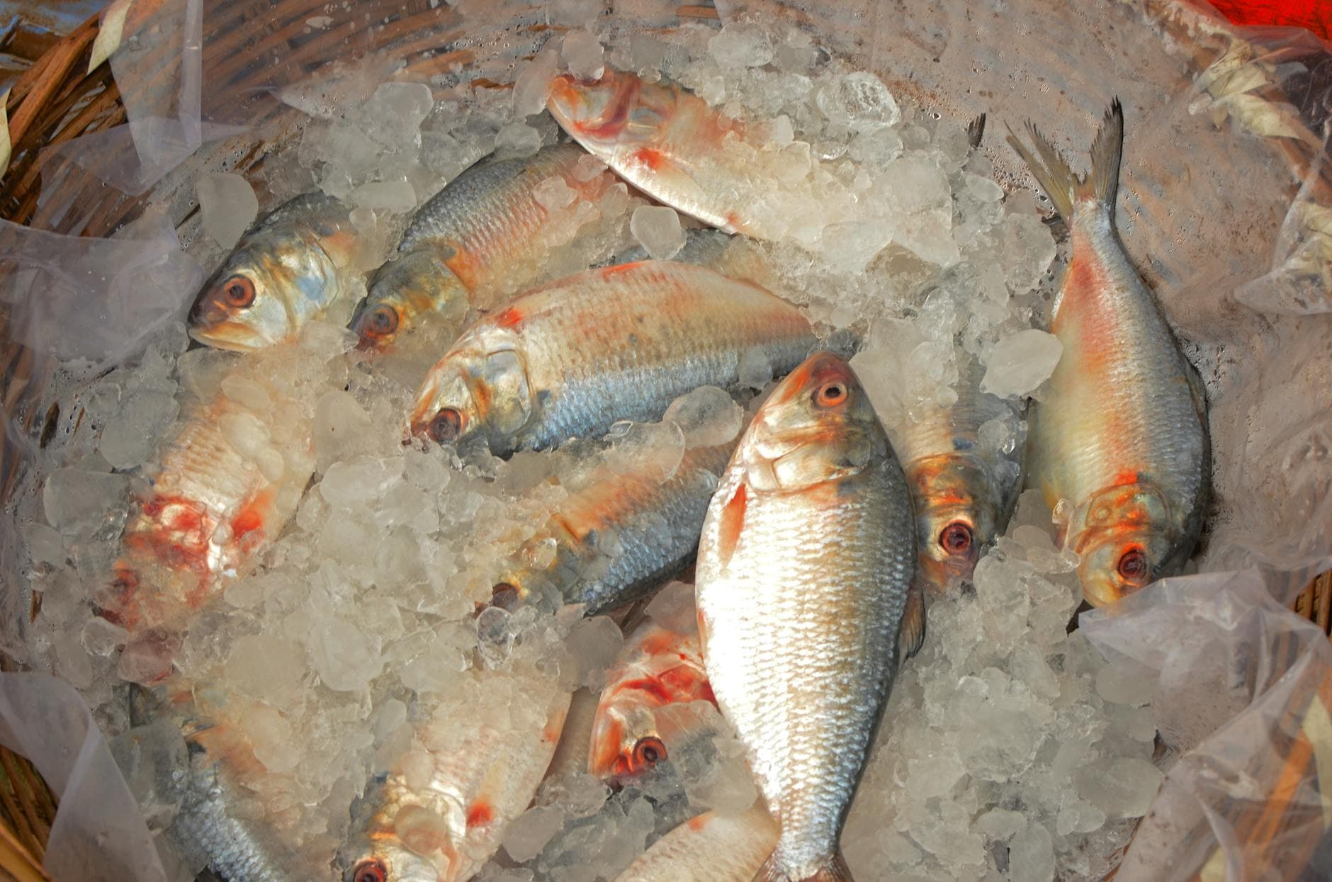 fish